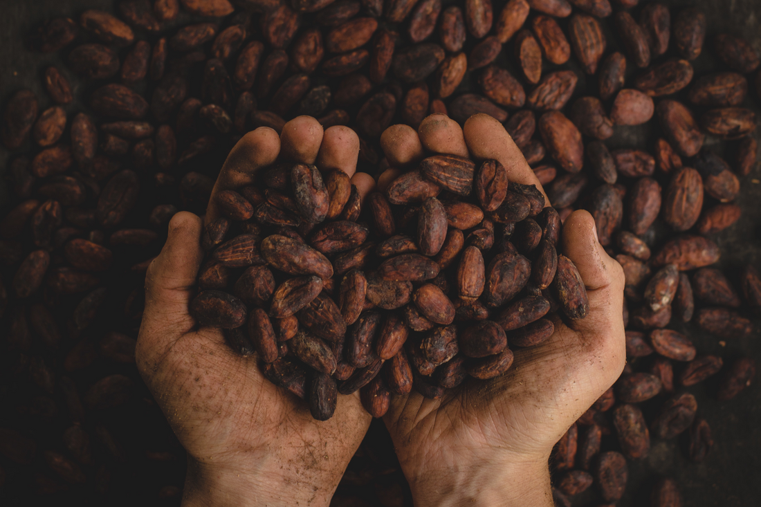 Sustainably Grown, Ethically Harvested Cocoa