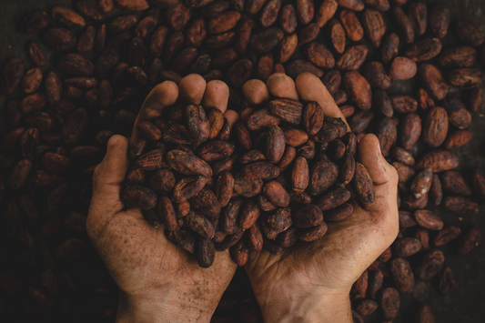 Sustainably Grown, Ethically Harvested Cocoa